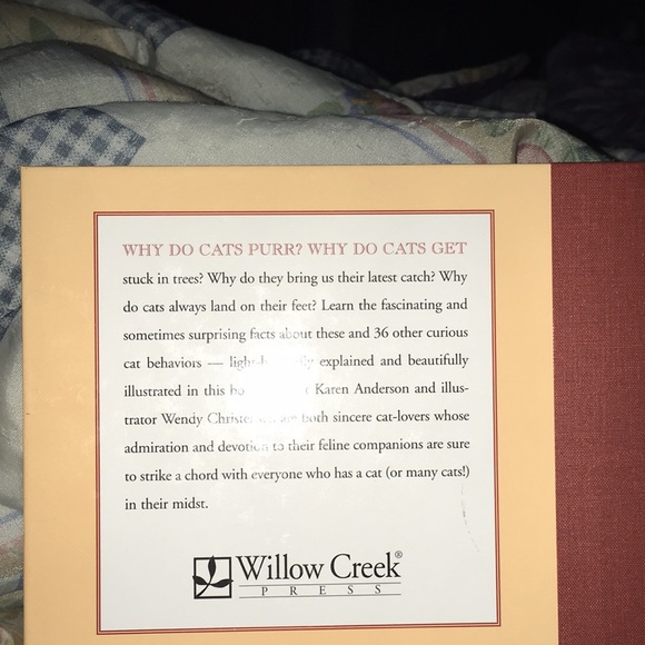 A curious collection of kitty quirks! - Picture 3 of 6